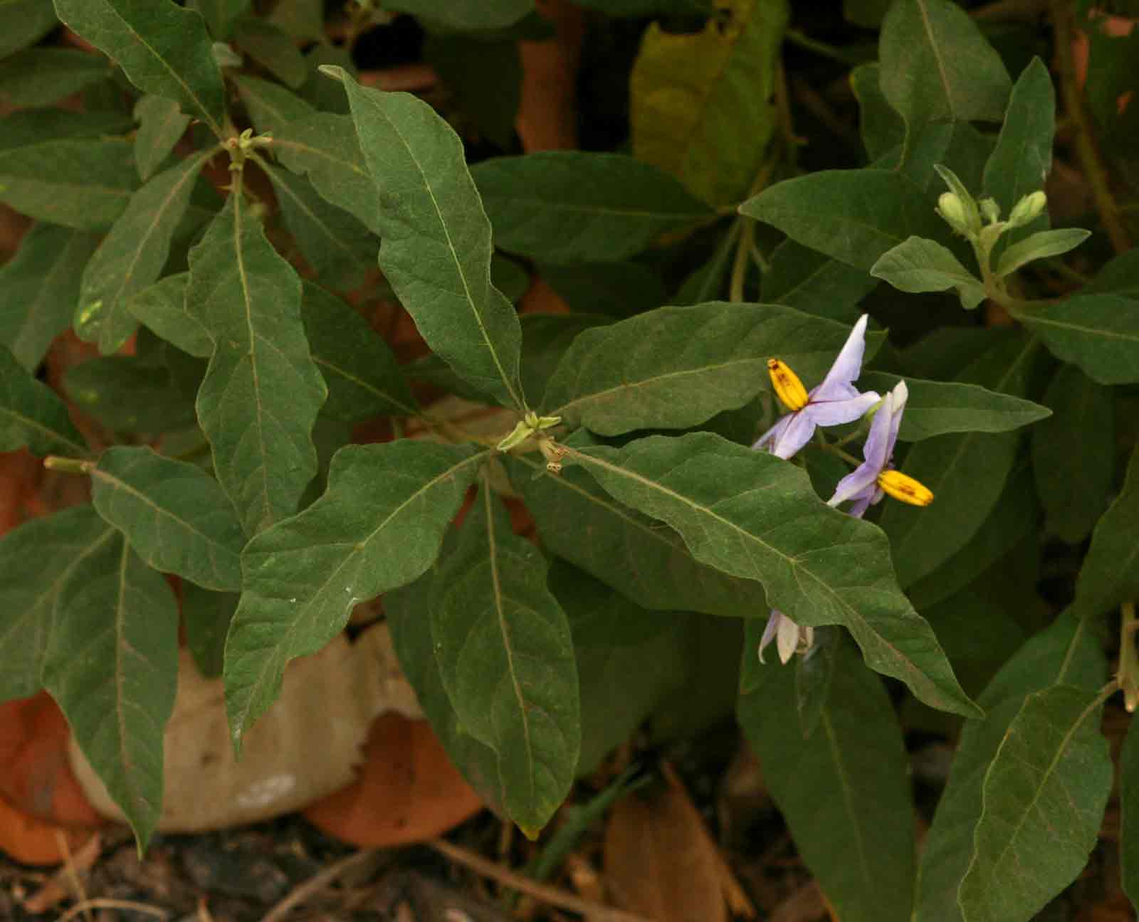 Solanum campylacanthum 'panduriforme type' Solanum campylacanthum 'panduriforme type'