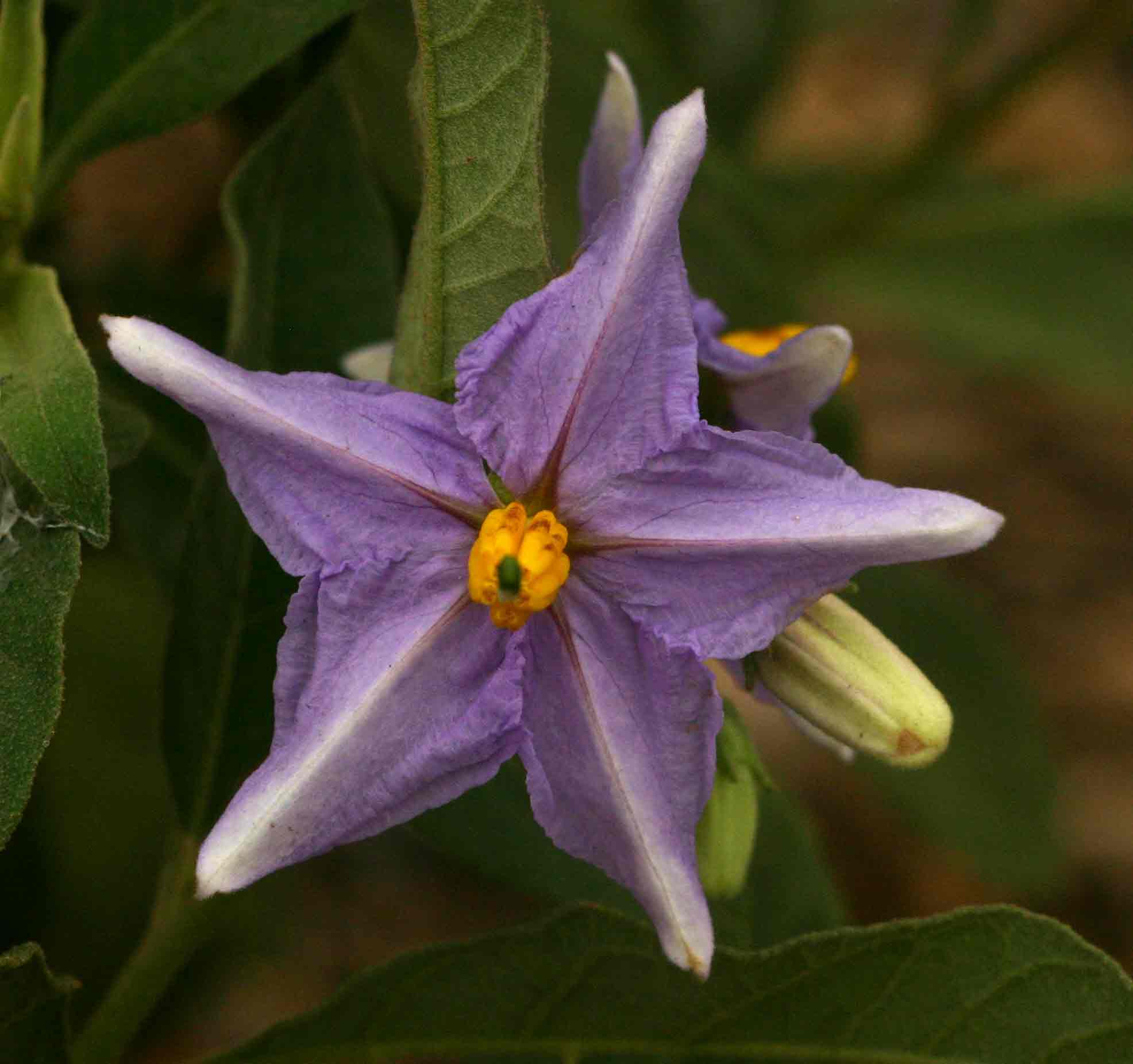 Solanum campylacanthum 'panduriforme type'