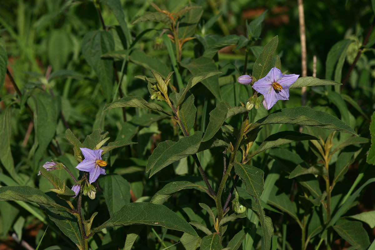 Solanum campylacanthum 'panduriforme type' Solanum campylacanthum 'panduriforme type'