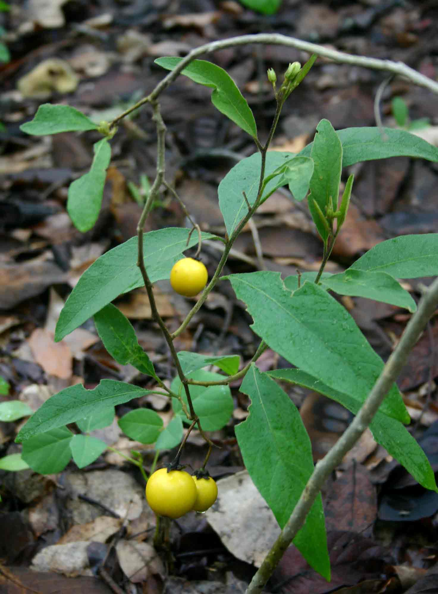 Solanum campylacanthum 'panduriforme type'