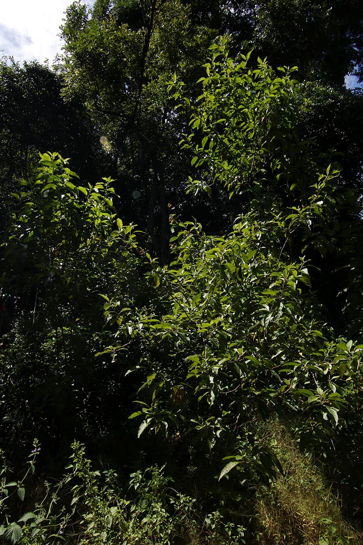 Solanum giganteum