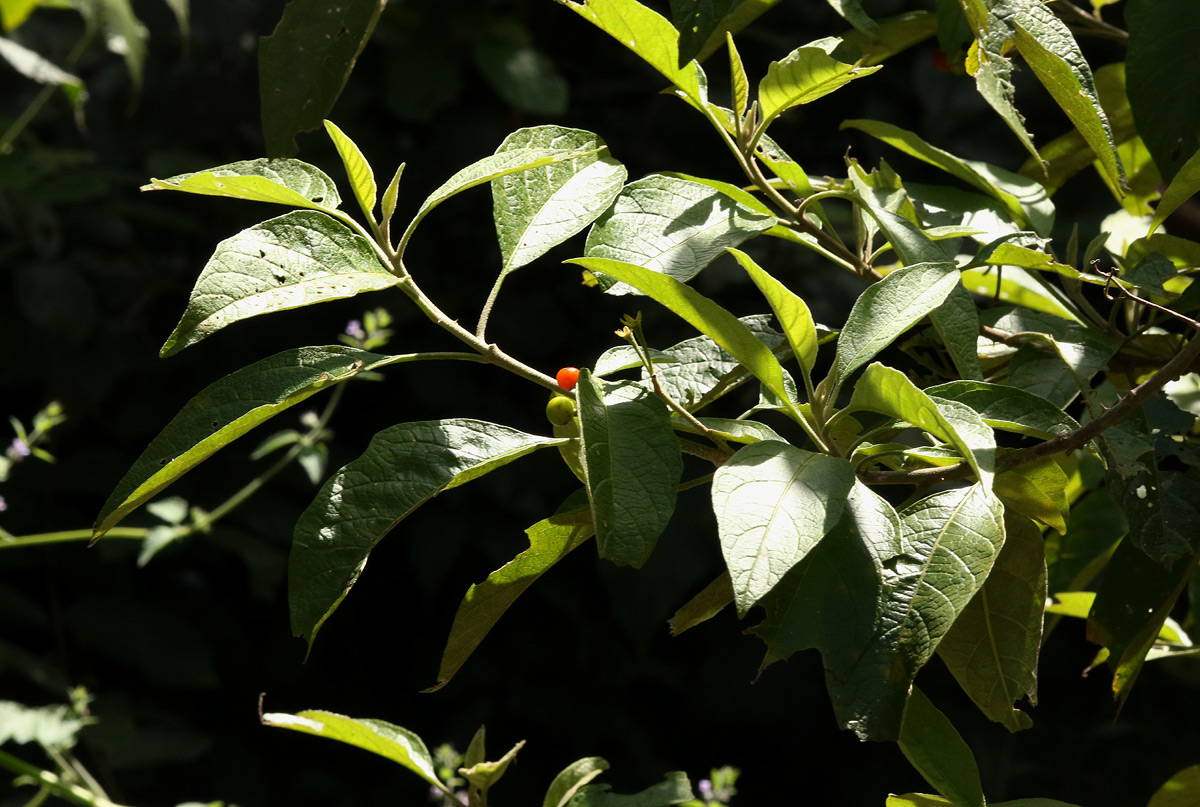 Solanum giganteum
