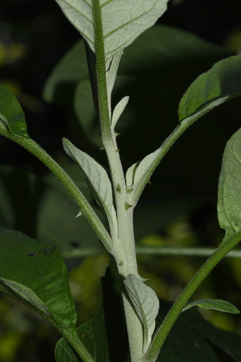 Solanum giganteum Solanum giganteum