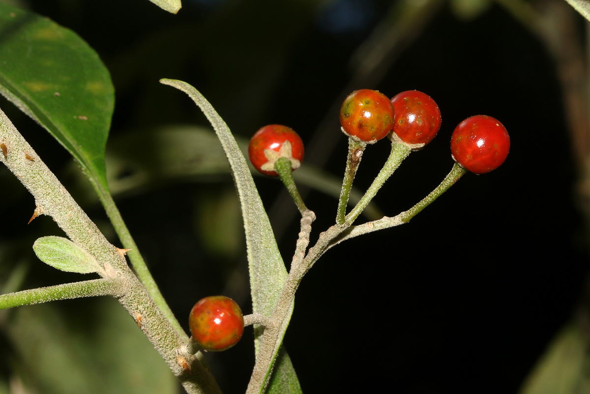 Solanum giganteum Solanum giganteum