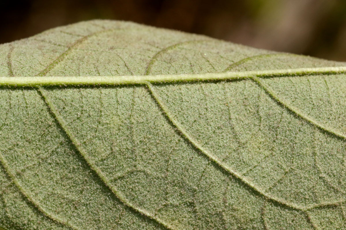 Solanum giganteum Solanum giganteum