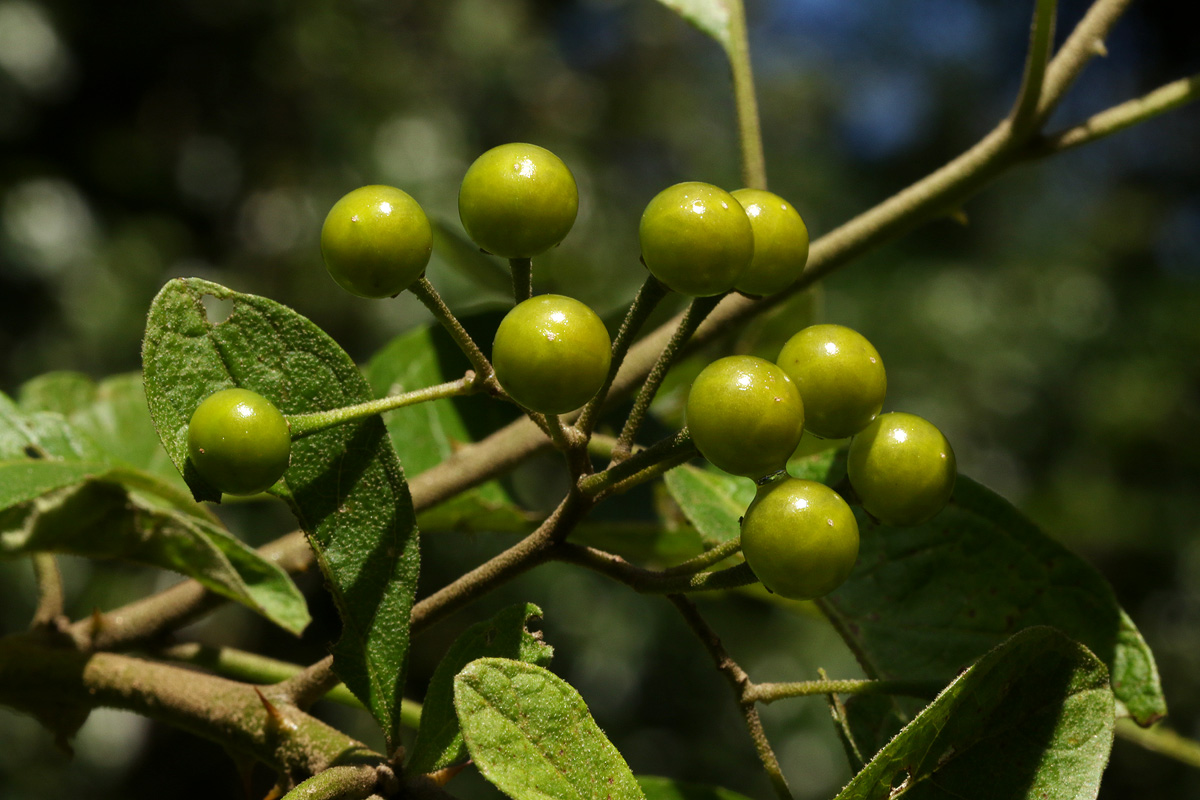 Solanum giganteum Solanum giganteum