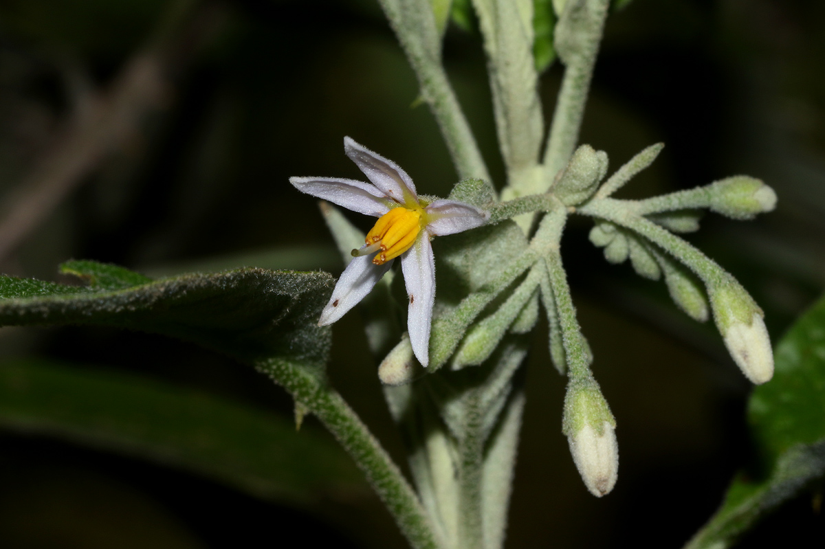 Solanum giganteum
