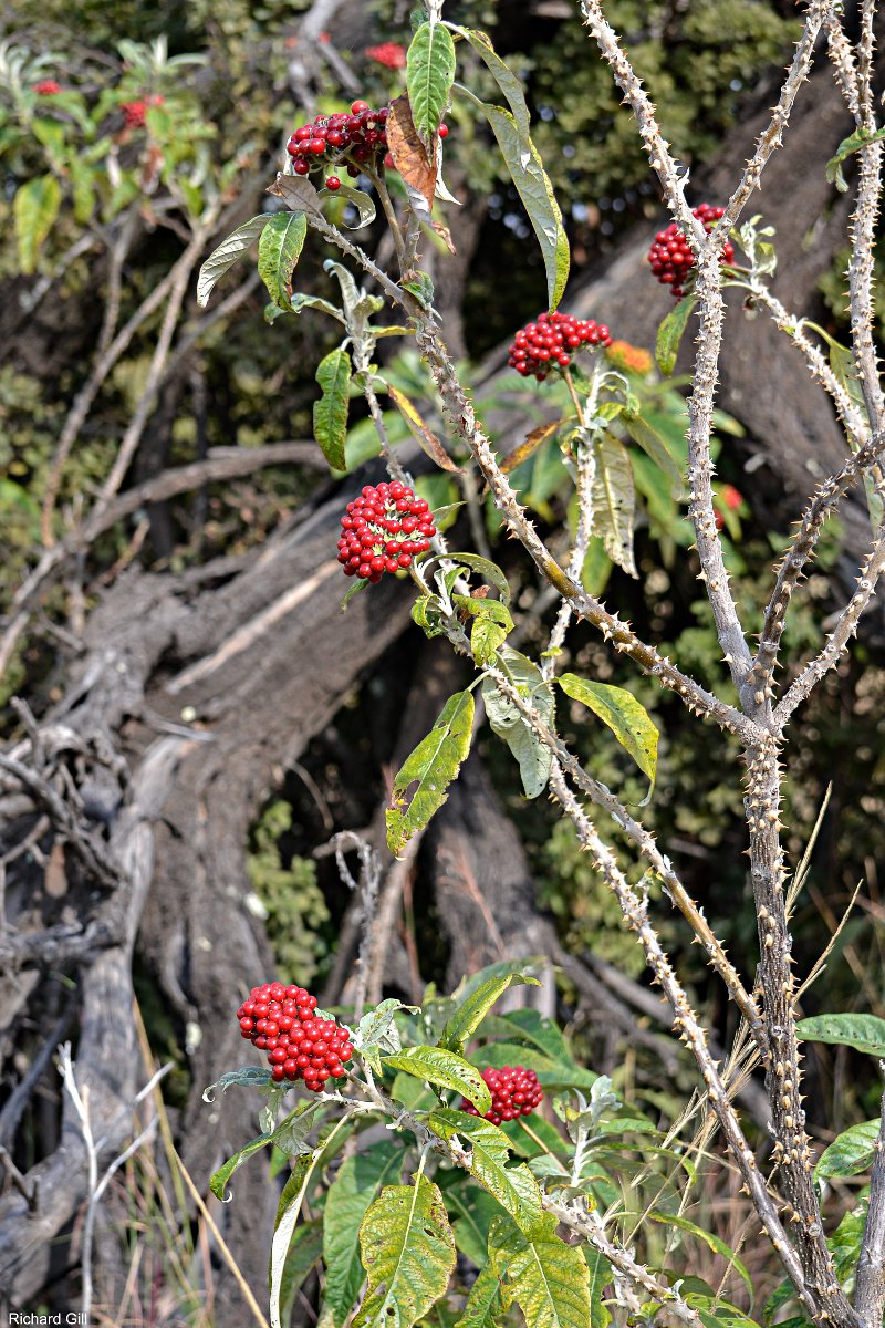 Solanum giganteum Solanum giganteum