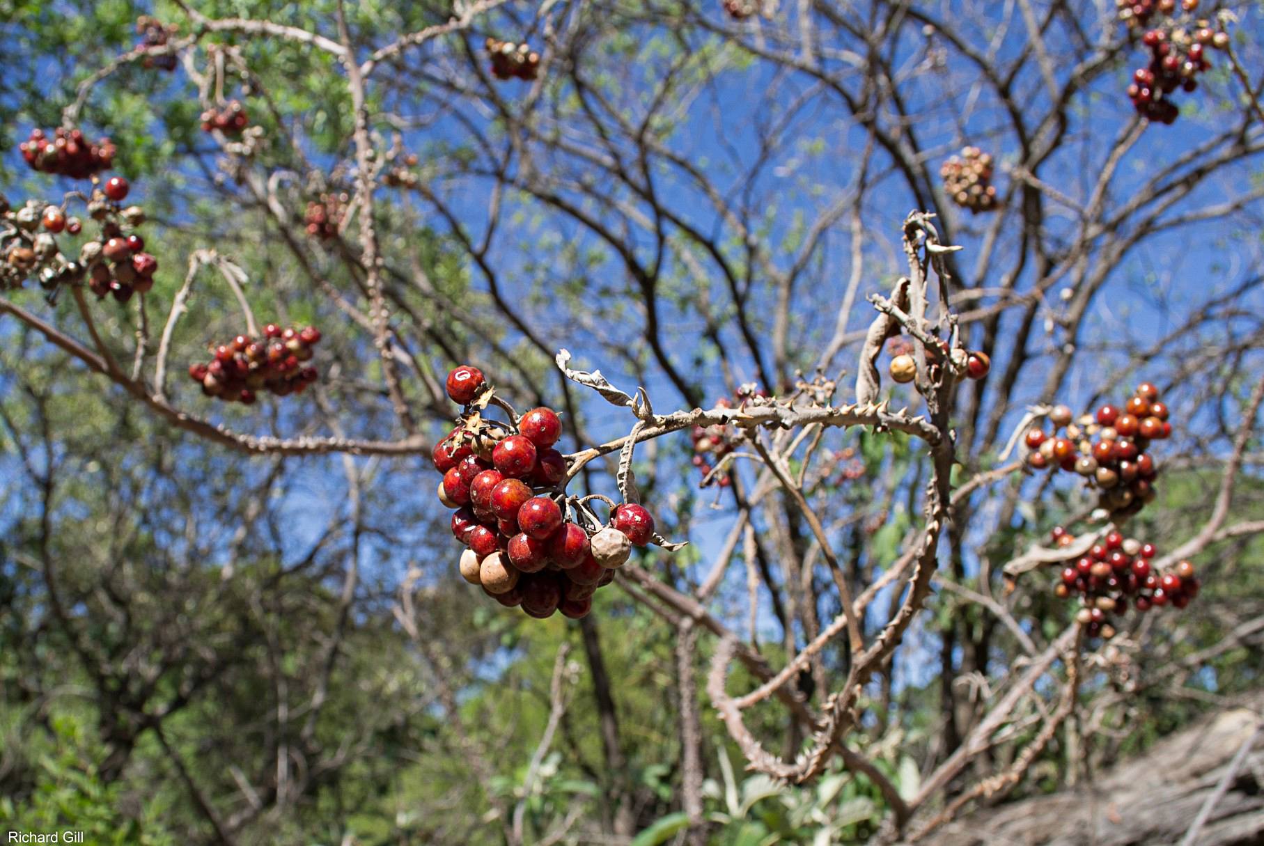 Solanum giganteum Solanum giganteum
