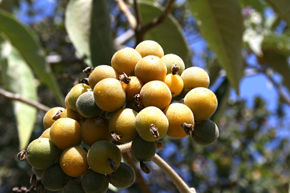 Solanum mauritianum Solanum mauritianum