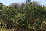 Solanum mauritianum