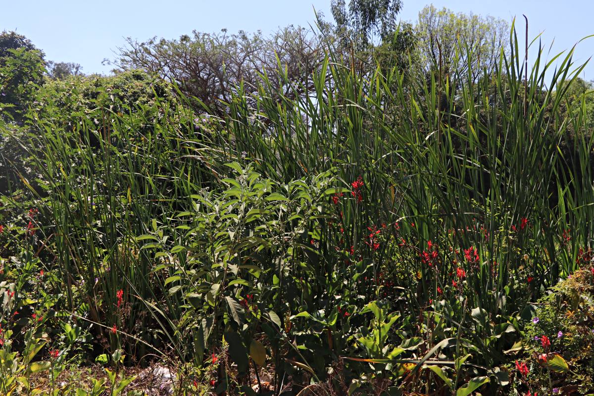 Solanum mauritianum Solanum mauritianum