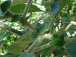 Solanum mauritianum
