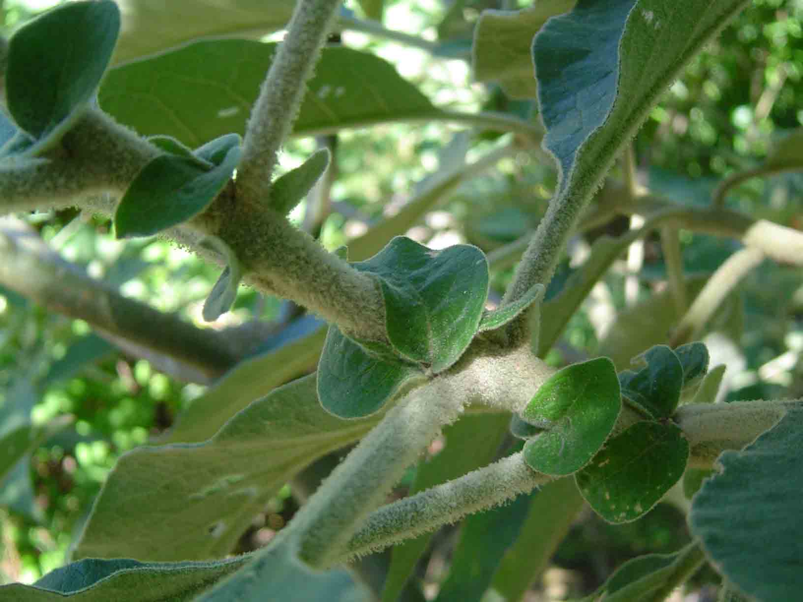 Solanum mauritianum Solanum mauritianum