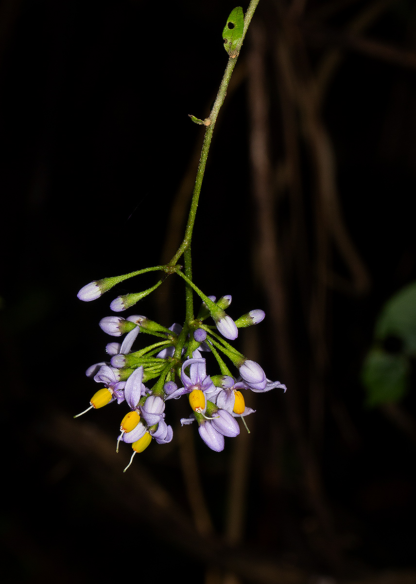 Solanum terminale Solanum terminale