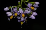 Solanum terminale