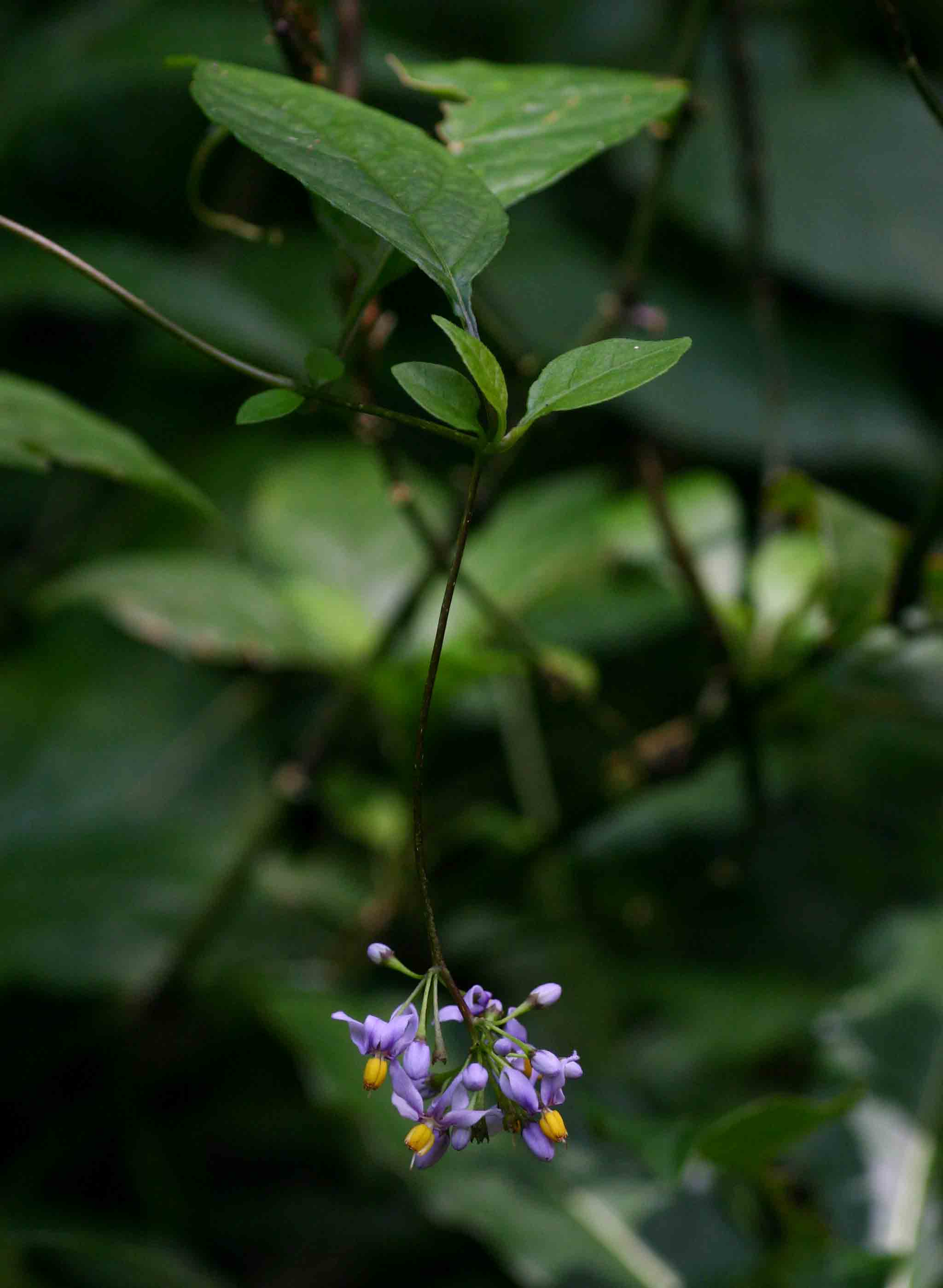 Solanum terminale Solanum terminale