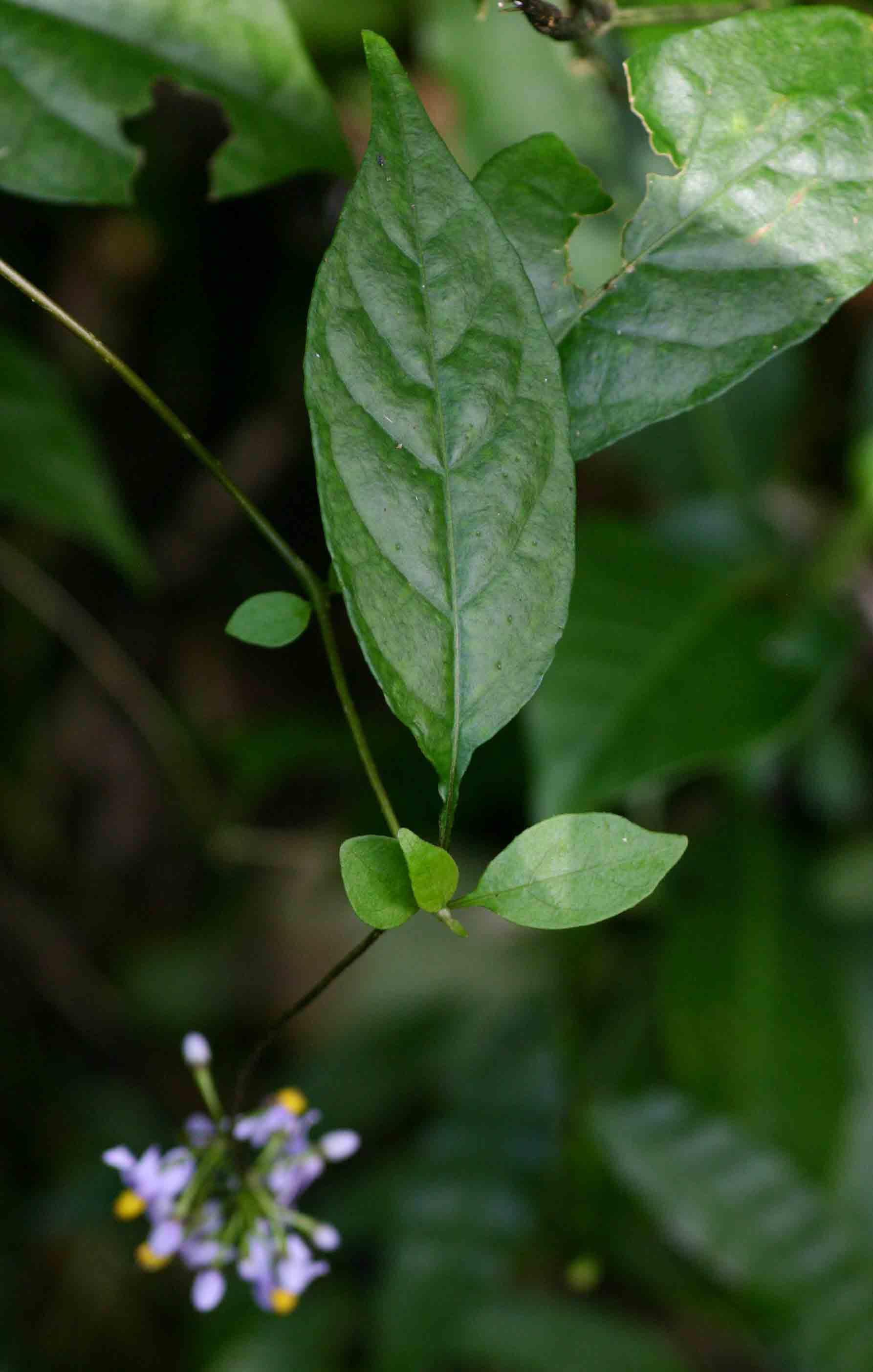 Solanum terminale Solanum terminale