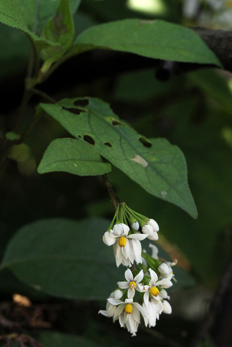 Solanum terminale Solanum terminale