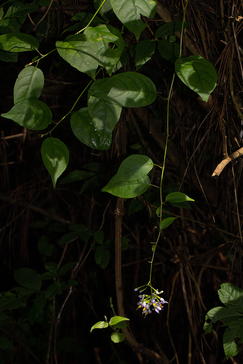 Solanum terminale