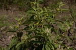 Solanum tettense var. renschii