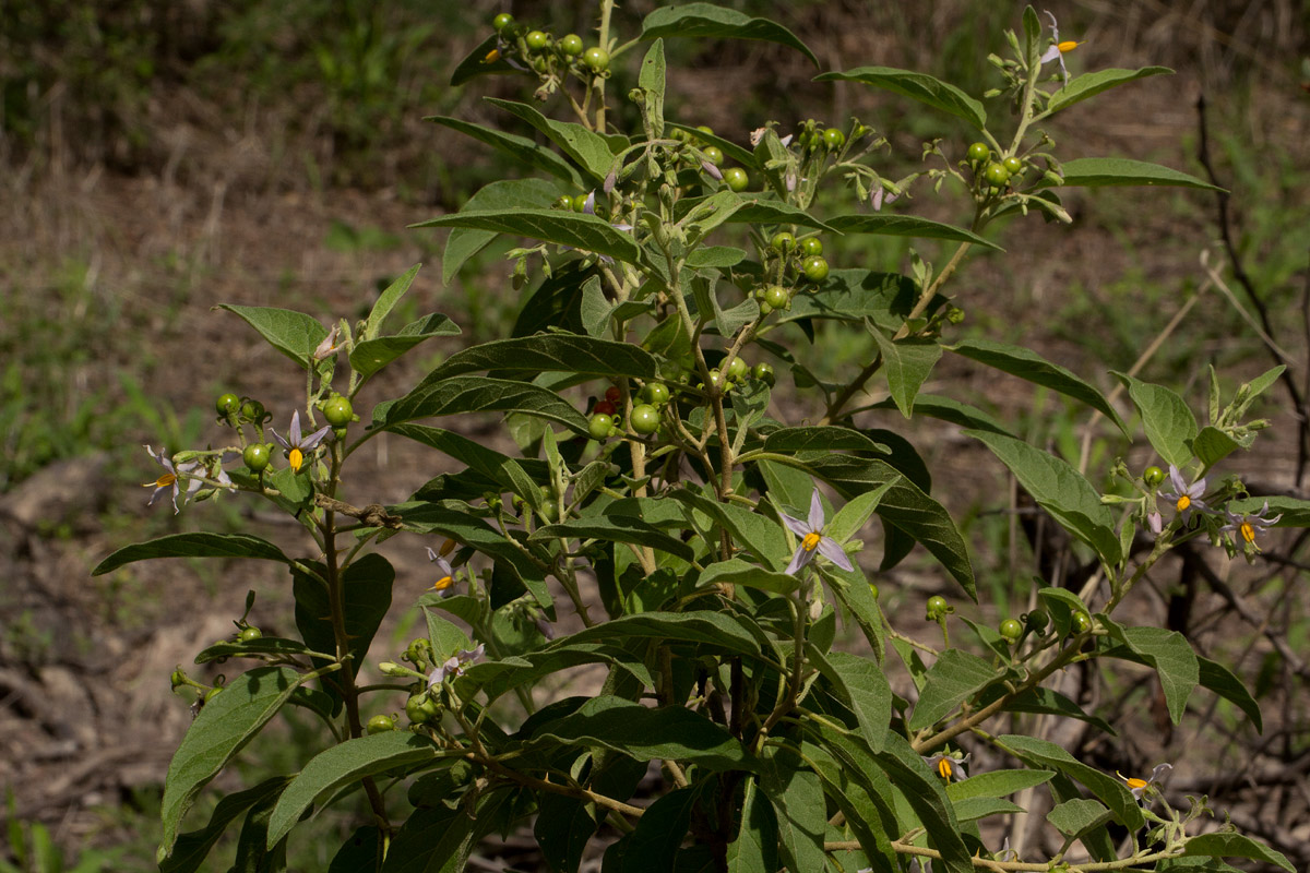 Solanum tettense var. renschii Solanum tettense var. renschii