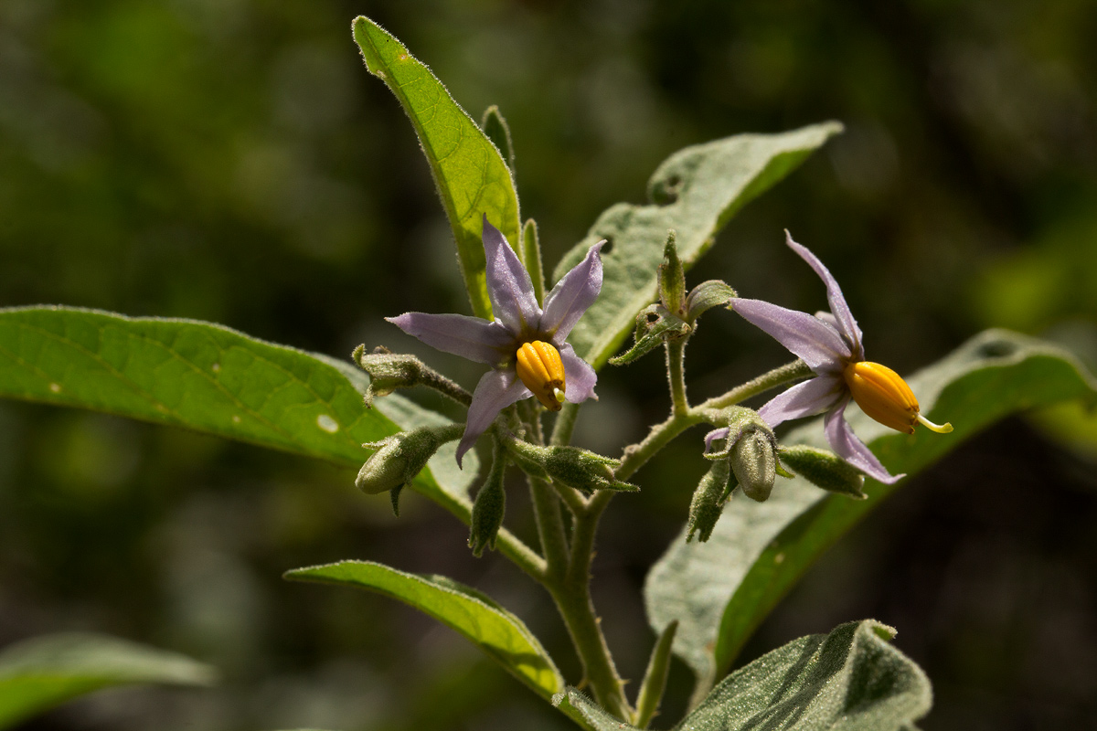 Solanum tettense var. renschii
