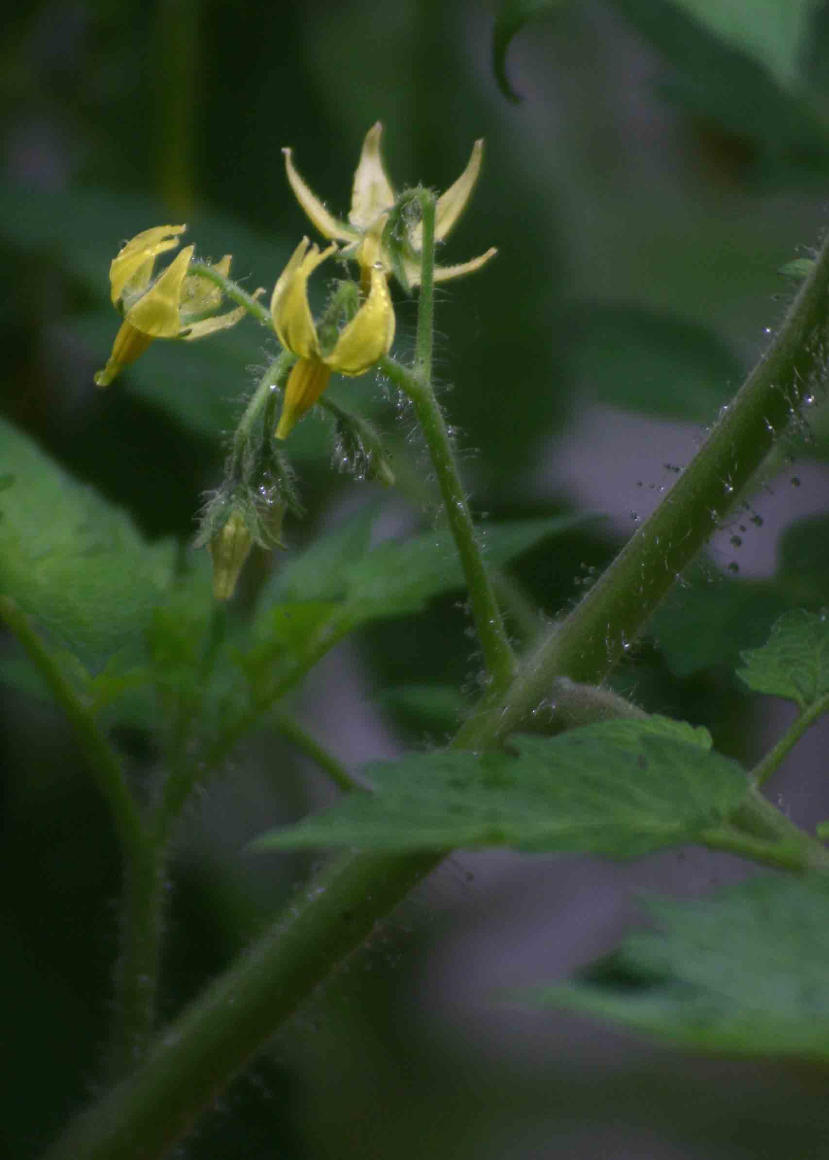 Solanum lycopersicum