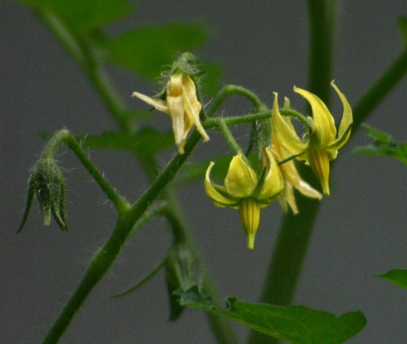 Solanum lycopersicum Solanum lycopersicum