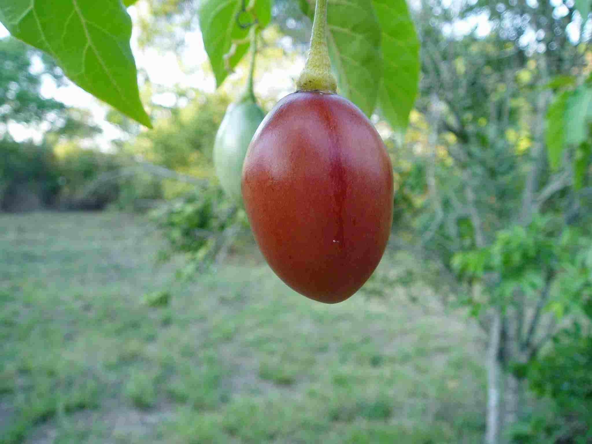 Solanum betaceum Solanum betaceum