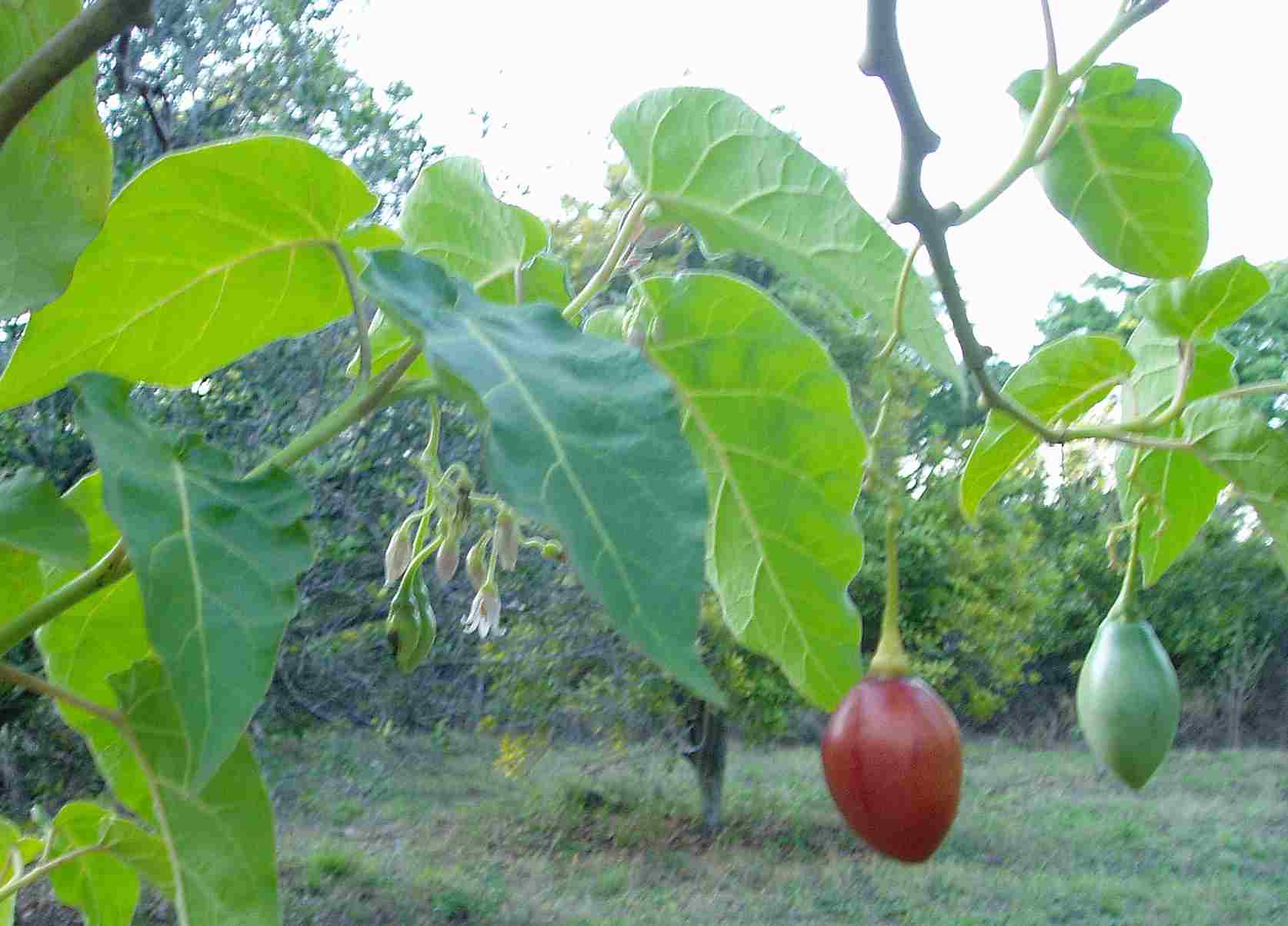 Solanum betaceum Solanum betaceum