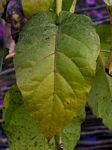 Solanum betaceum