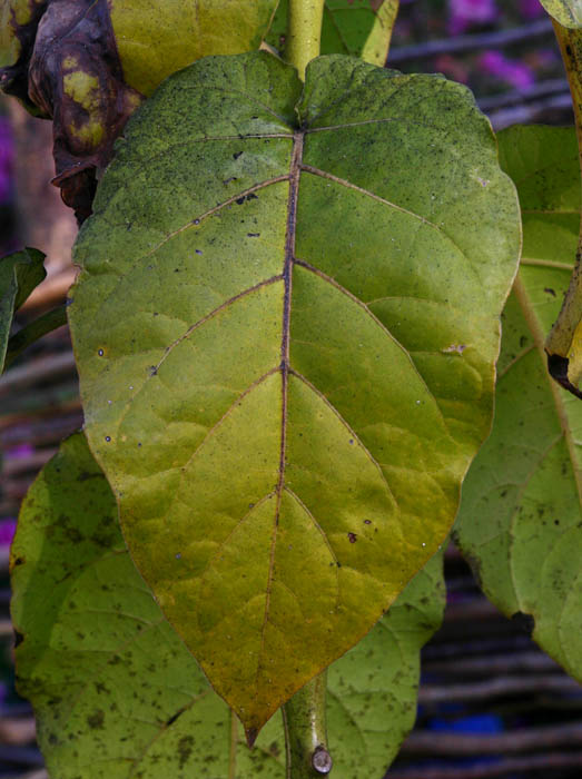 Solanum betaceum Solanum betaceum