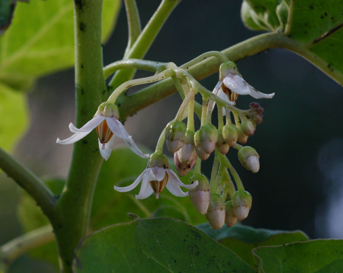 Solanum betaceum Solanum betaceum