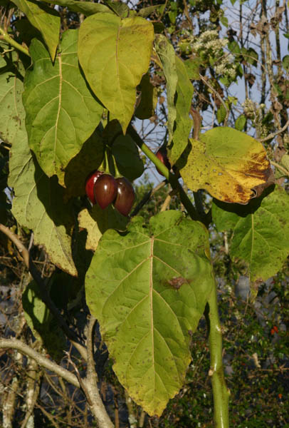 Solanum betaceum Solanum betaceum