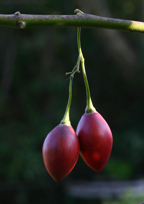 Solanum betaceum Solanum betaceum