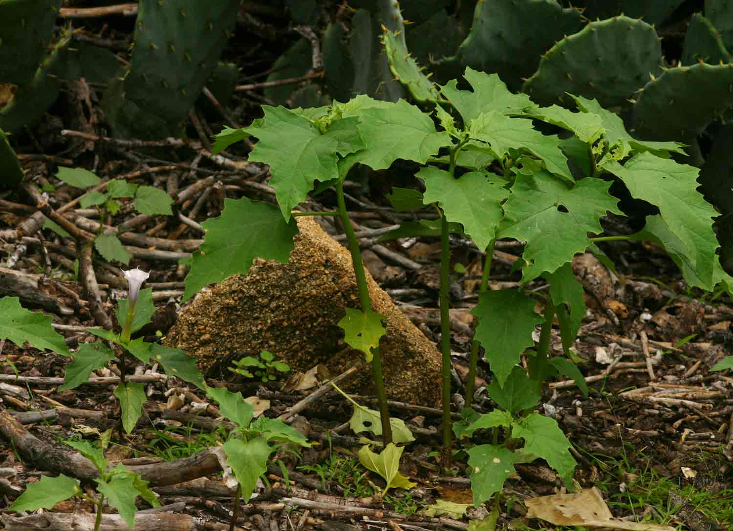 Datura stramonium Datura stramonium