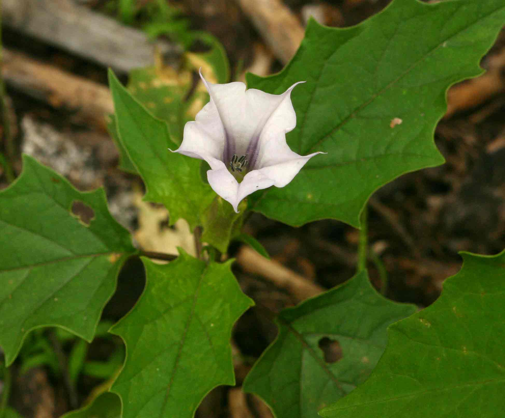 Datura stramonium Datura stramonium