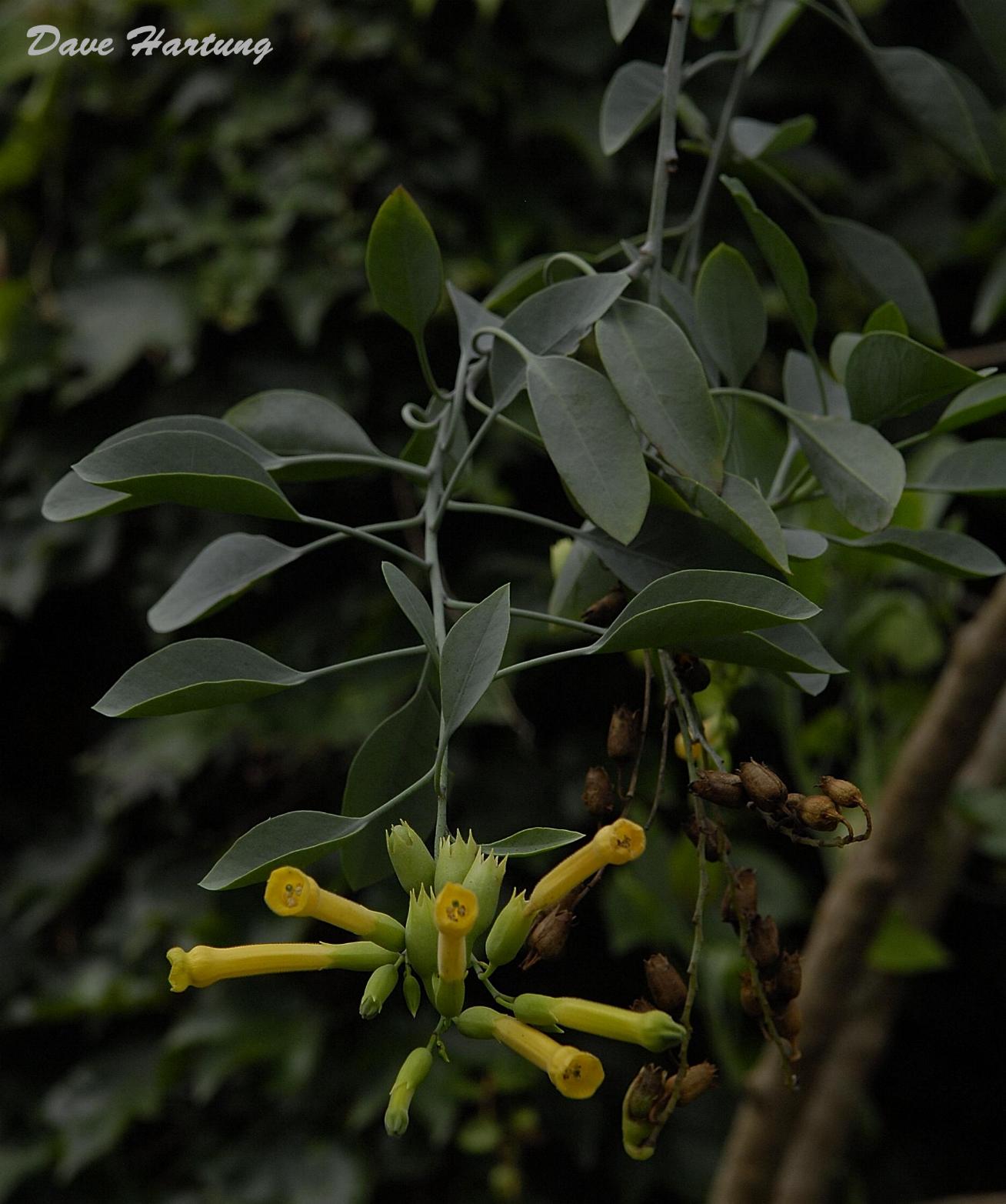 Nicotiana glauca Nicotiana glauca