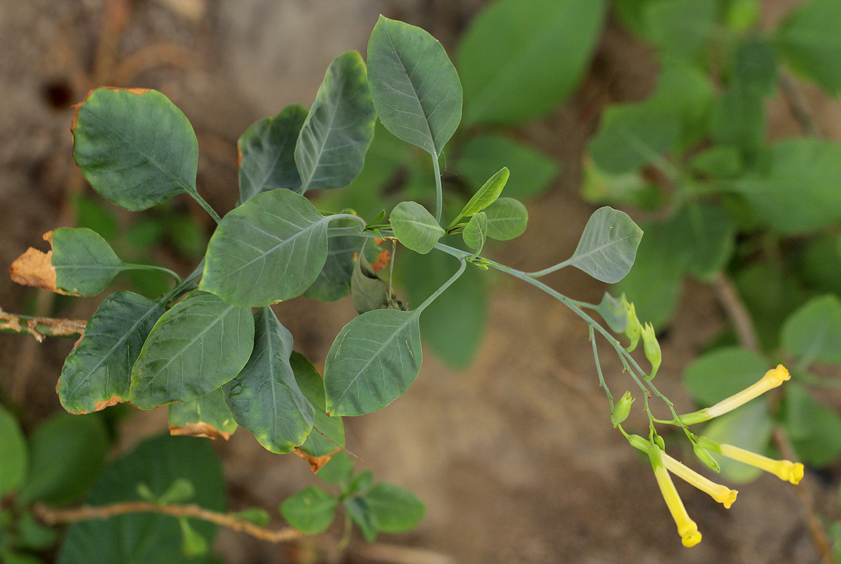 Nicotiana glauca Nicotiana glauca
