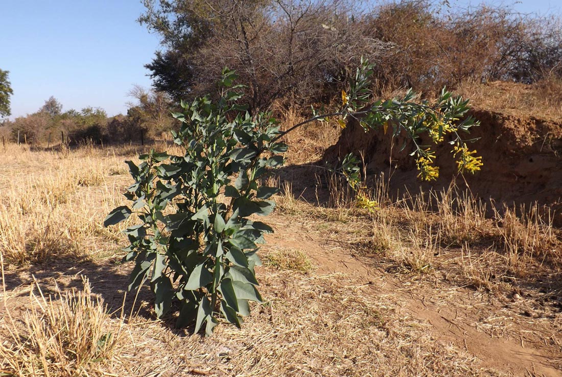 Nicotiana glauca Nicotiana glauca