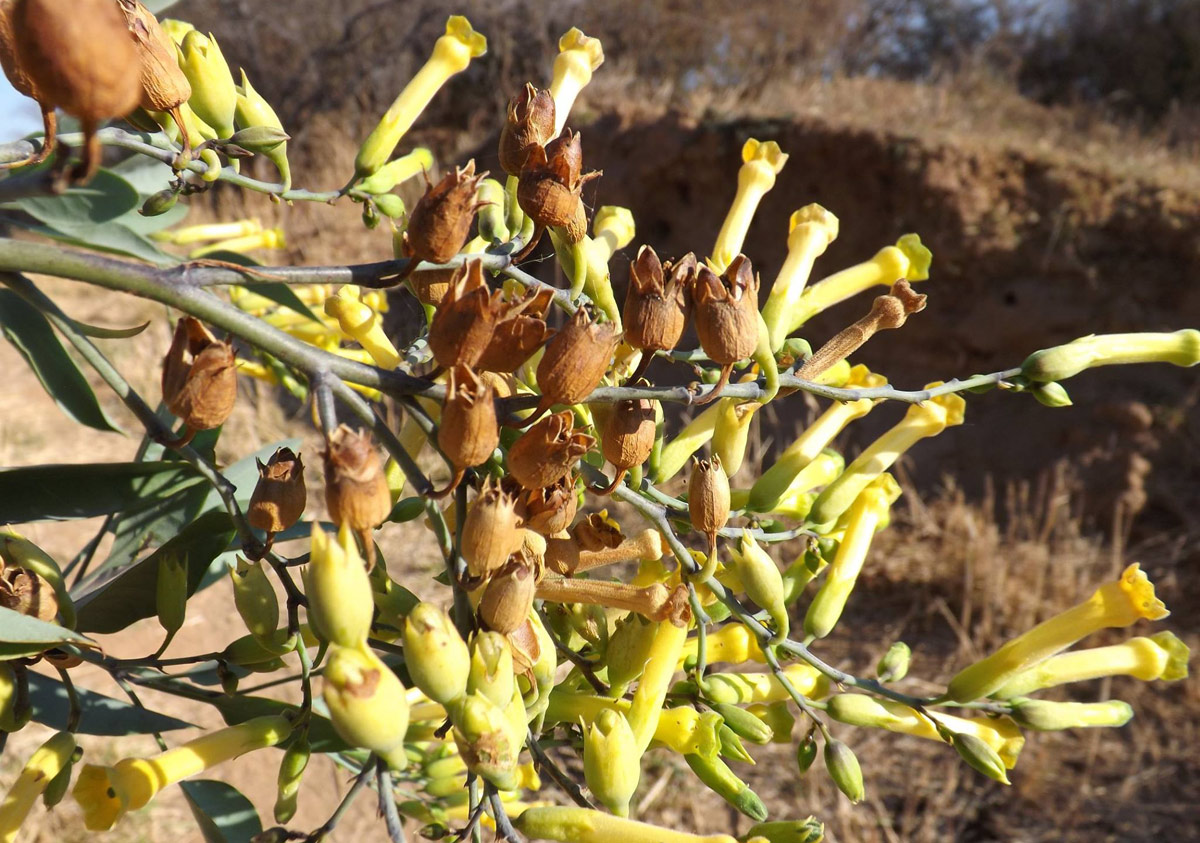 Nicotiana glauca Nicotiana glauca