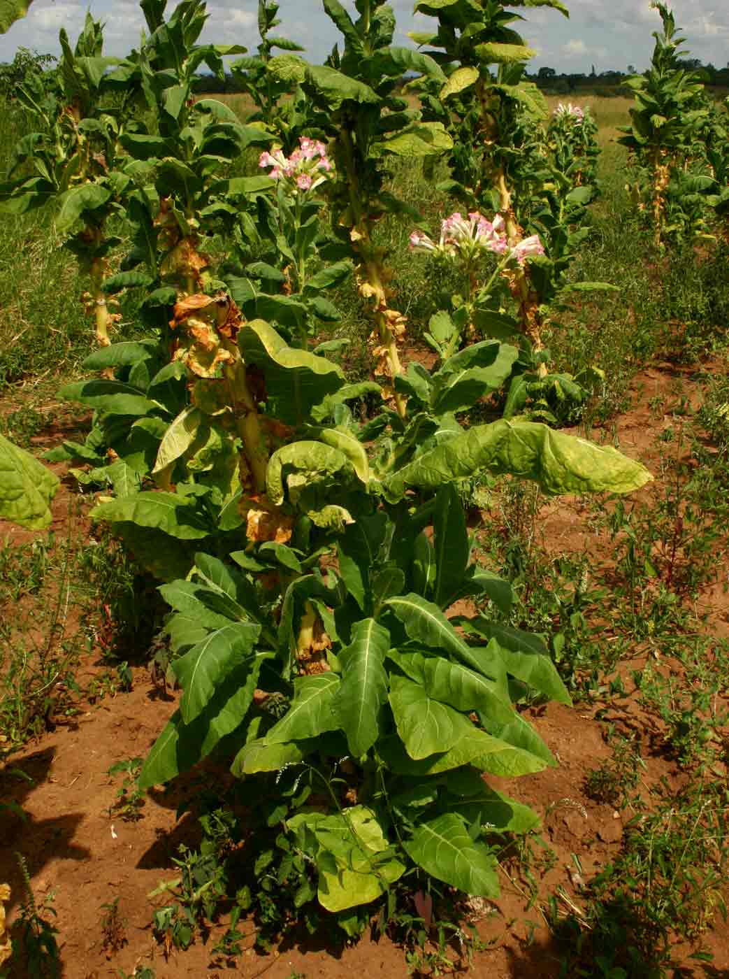 Nicotiana tabacum Nicotiana tabacum