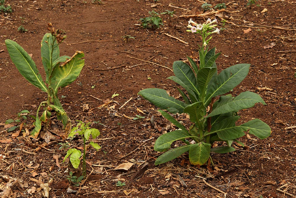 Nicotiana tabacum Nicotiana tabacum