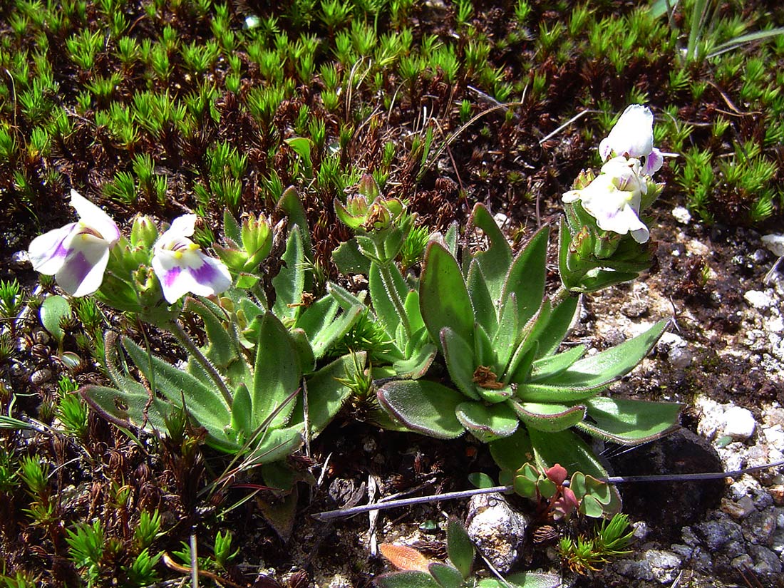 Craterostigma lanceolatum Craterostigma lanceolatum