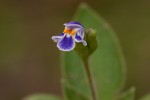 Craterostigma plantagineum