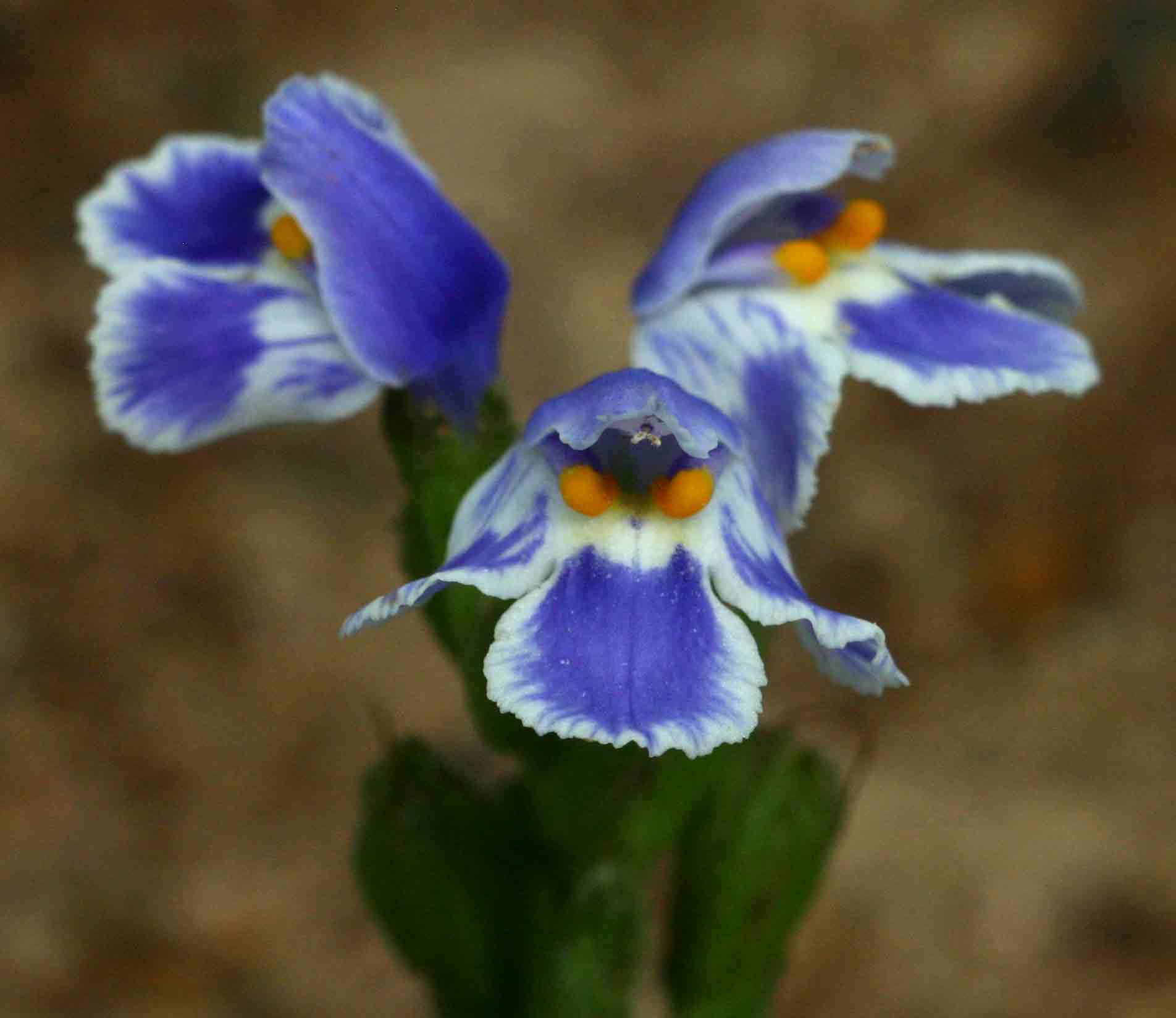 Craterostigma plantagineum Craterostigma plantagineum