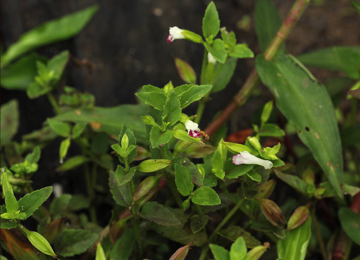 Torenia thouarsii Torenia thouarsii