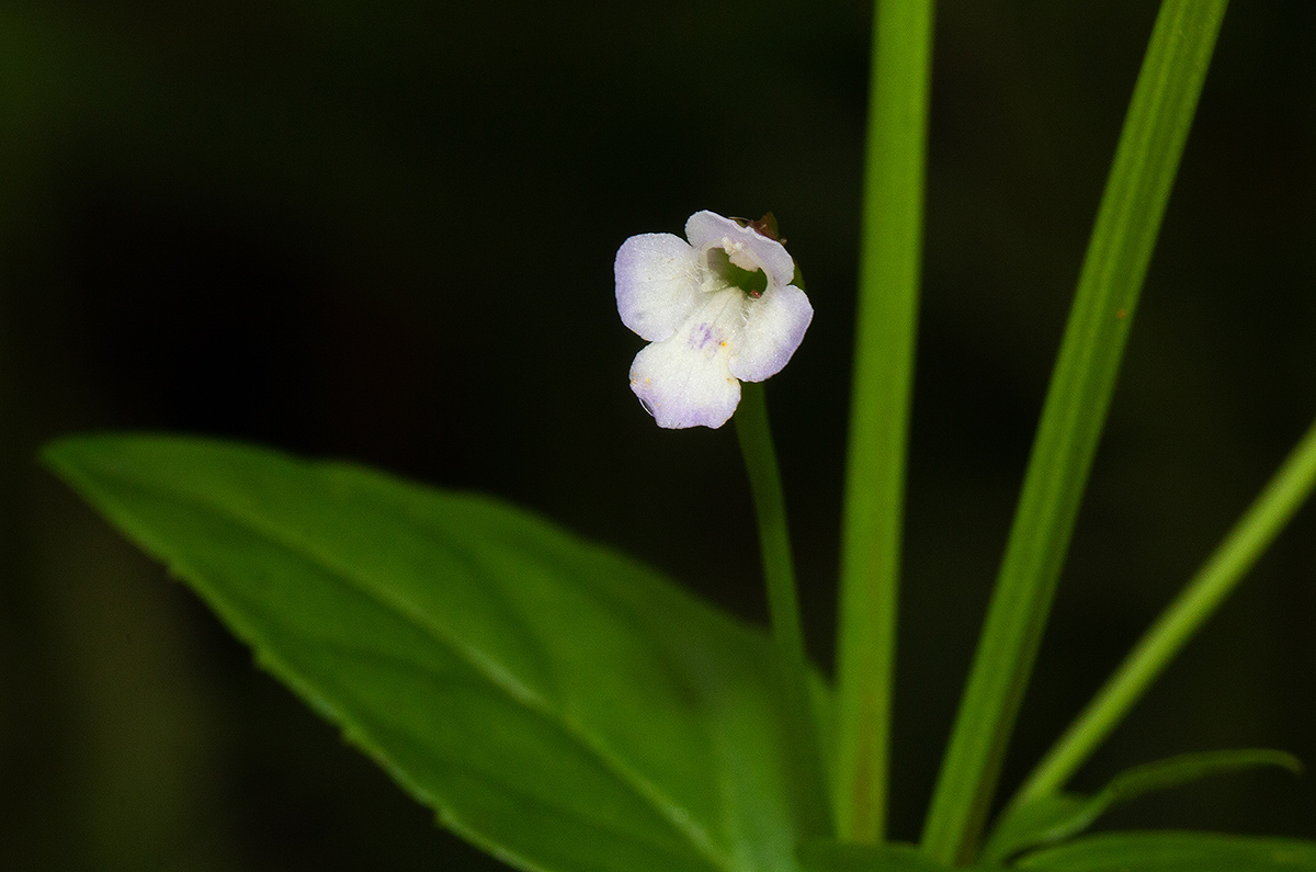 Torenia thouarsii