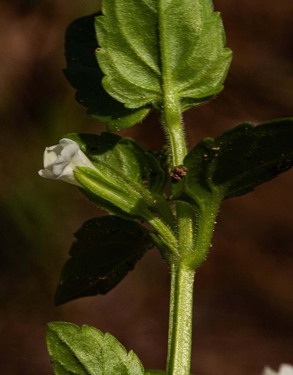 Torenia thouarsii Torenia thouarsii